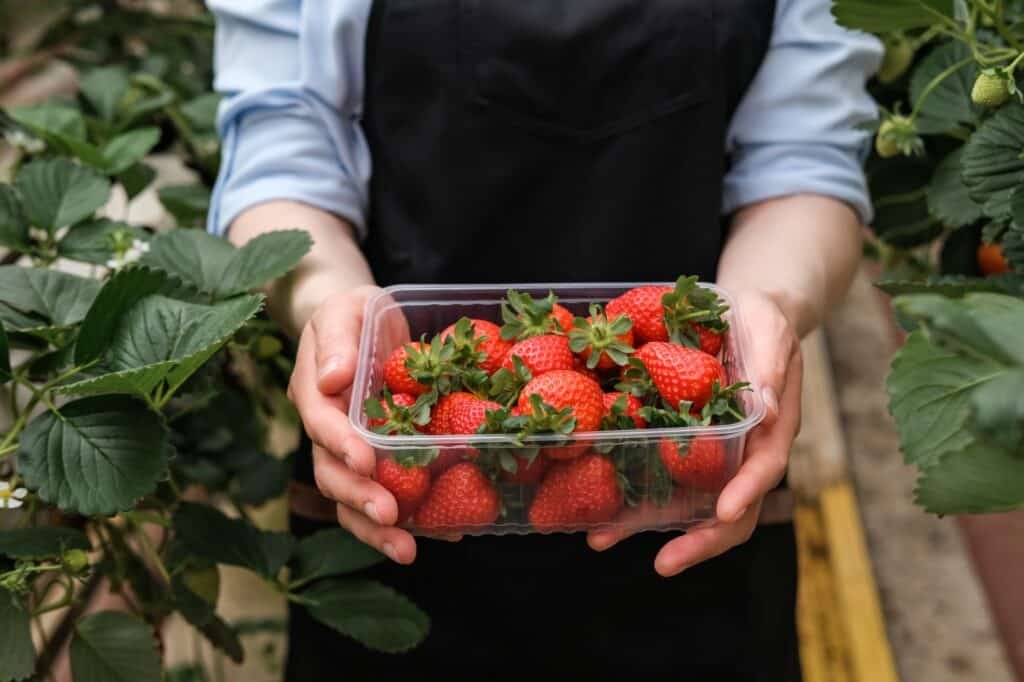 A young woman picks strawberries in a strawberry farm