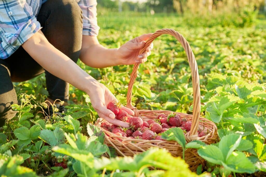 strawberry farm cape town